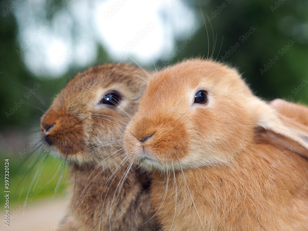 Two rabbits. Portrait of animals in nature Two rabbits. Portrait of animals in nature