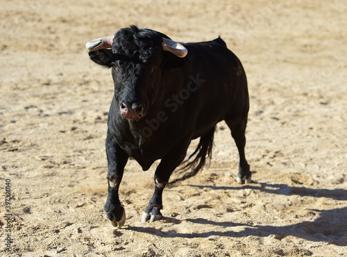 spanish black bull with big horns running in a traditional spectacle of bullfight on spain