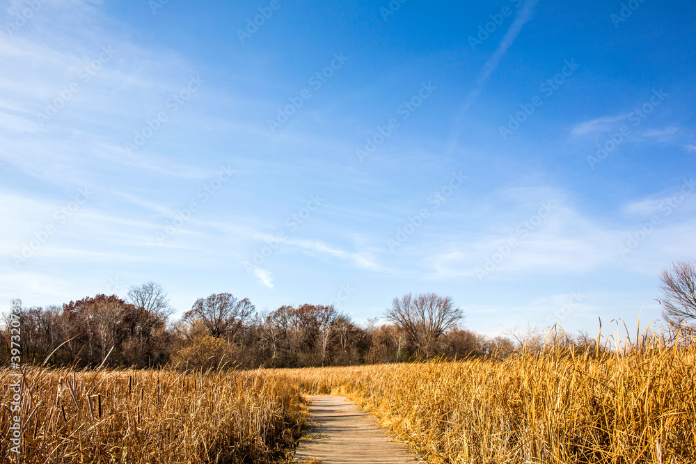 Path through tall grass field under blue sky Path through tall grass field under blue sky
