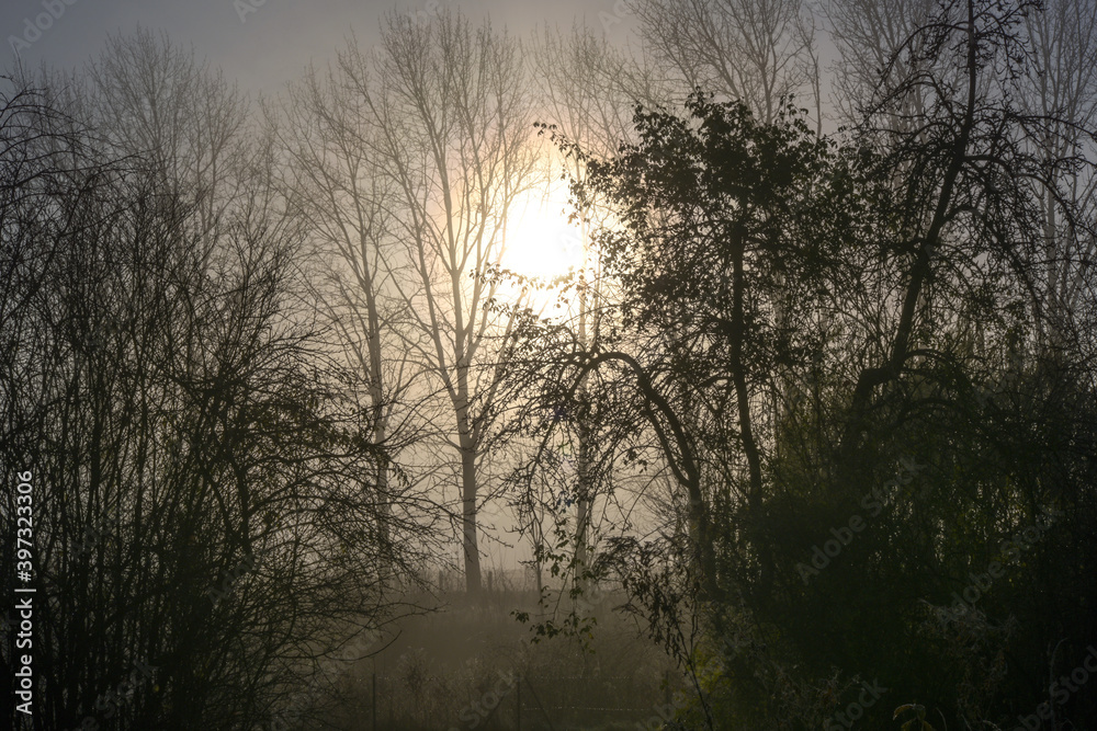 Rural landscape with sunrise in the dark gray morning mist and bare trees silhouettes Rural landscape with sunrise in the dark gray morning mist and bare trees silhouettes