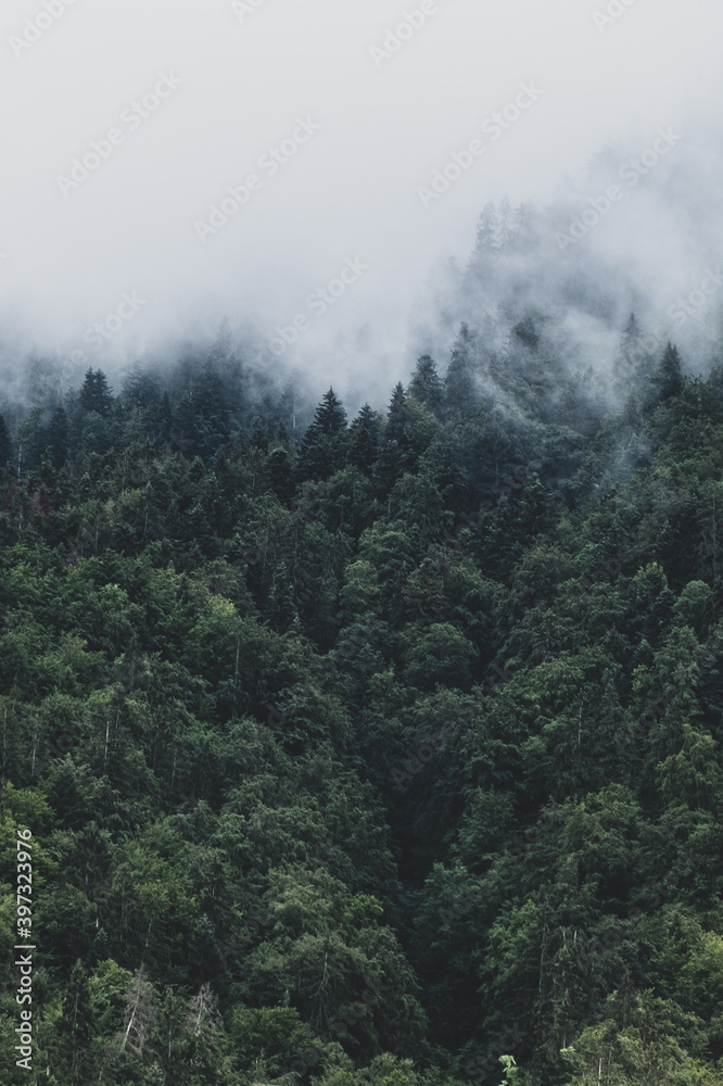 Coniferous trees Coniferous trees
