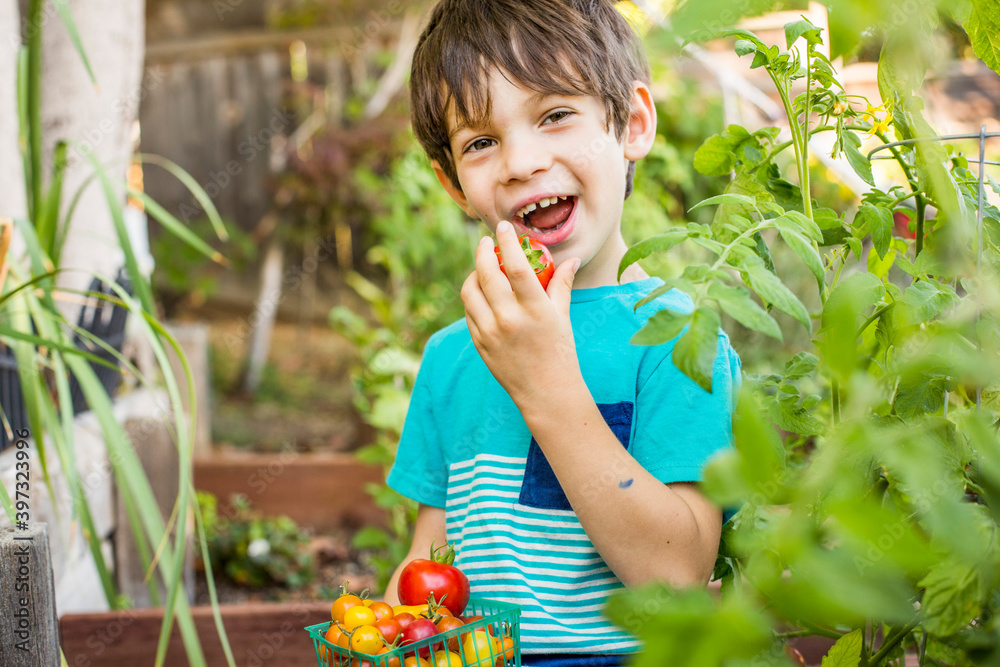 Mixed race boy picking vegetables in garden Mixed race boy picking vegetables in garden