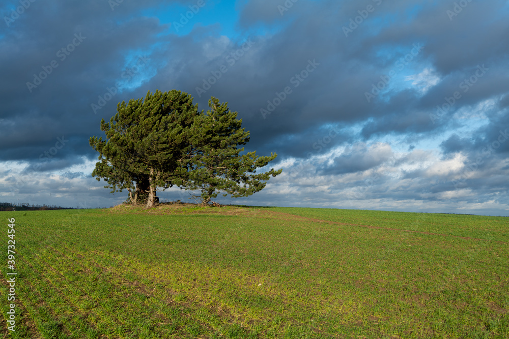 Bäume auf dem Feld