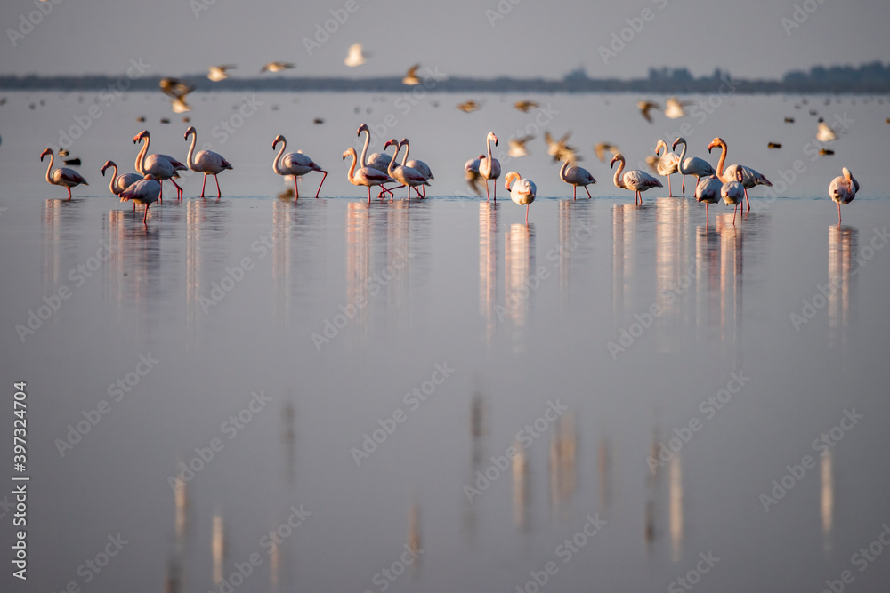 Fototapeta premium Siberian migrants having fun in Iranian waters