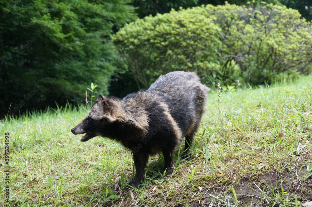 公園のタヌキ