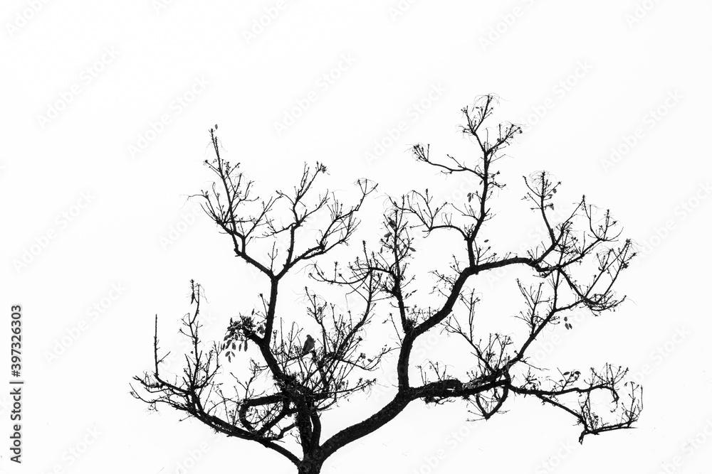 Obraz premium tree branches in autumn