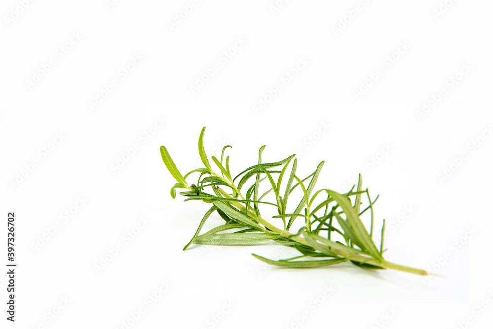 A sprig of rosemary on a white background. The concept of using spices for dishes. A sprig of rosemary on a white background. The concept of using spices for dishes.