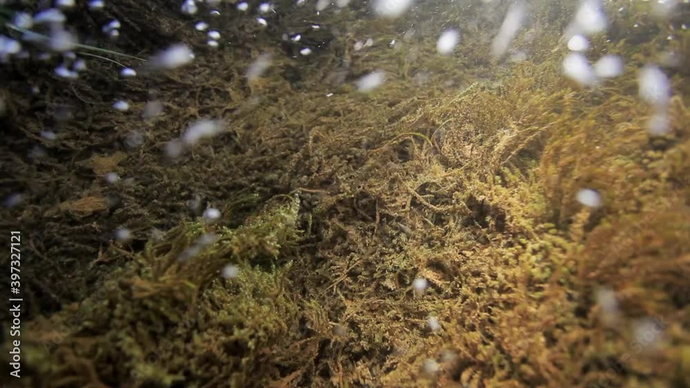 Bubbles and the water moss inside the waterfalls of the Mrežnica River, Croatia Bubbles and the water moss inside the waterfalls of the Mrežnica River, Croatia
