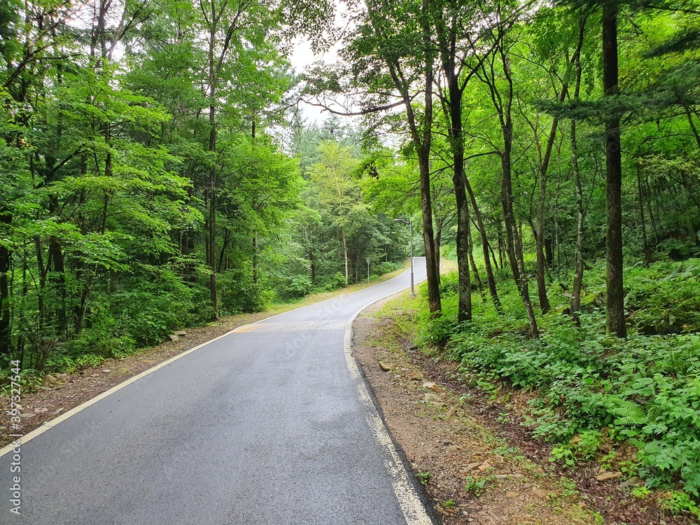 road in the forest road in the forest