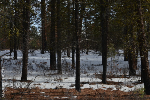 Pine forest in winter