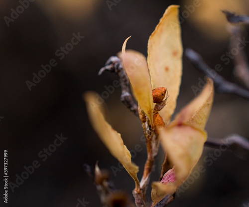 fiery yellow-red dry buds of the plant have dried up from frost and flaunt in the cold on an autumn evening