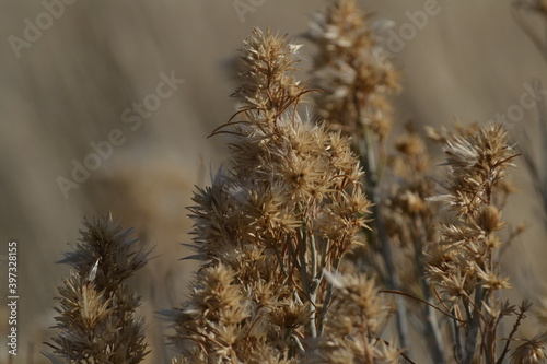 Close up of rabbitbrush