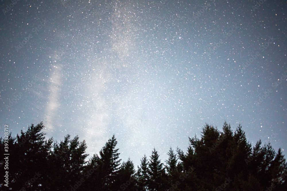 Stars in night sky over trees Stars in night sky over trees