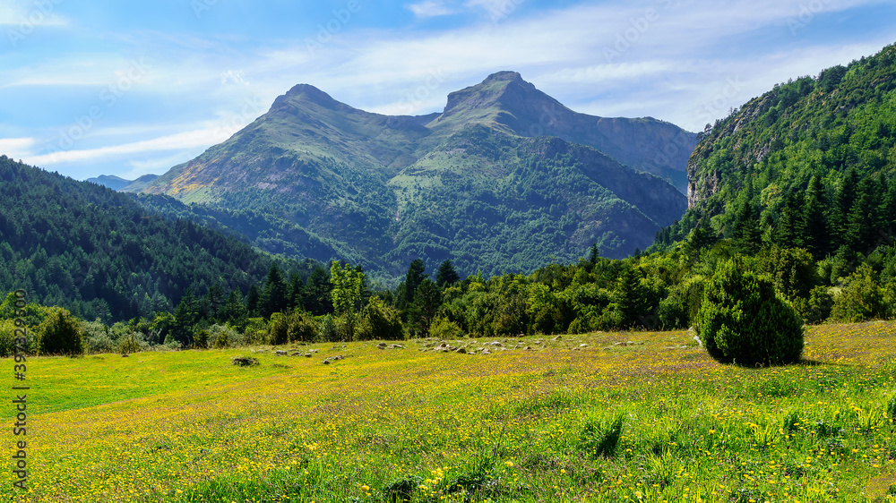 Landscape with high mountains, green forests and green meadow with yellow flowers in Ordesa Pirineos. Relax and tranquility to rest from work.
