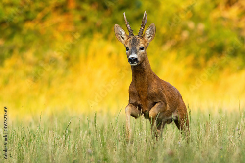 Roe deer, capreolus capreolus, buck running on meadow sunlit by evening light in summer nature from front view with copy space. Concept of calling wild animals. Brown mammal with antlers approaching.