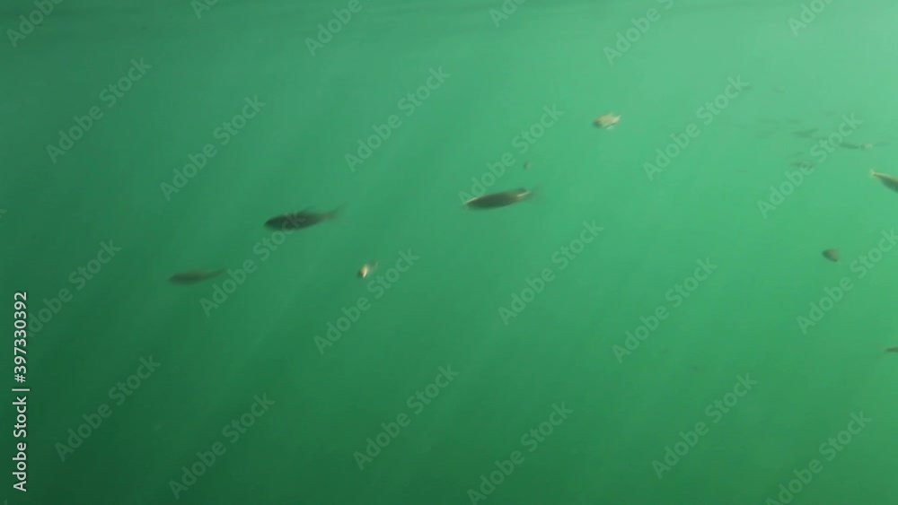 Small fish in the Mrežnica River, Croatia Small fish in the Mrežnica River, Croatia