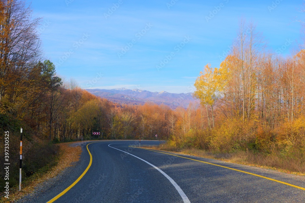 road in autumn forest road in autumn forest