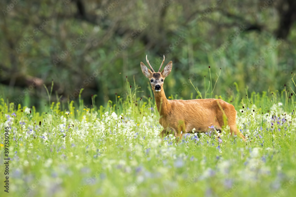 Young roe deer, capreolus capreolus, buck standing in tall green grass and sniffing with its nose on blooming meadow. Male mammal with orange fur and antlers between wildflowers with copy space. Young roe deer, capreolus capreolus, buck standing in tall green grass and sniffing with its nose on blooming meadow. Male mammal with orange fur and antlers between wildflowers with copy space.