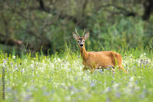 Young roe deer  capreolus capreolus  buck standing in tall green grass and sniffing with its nose on blooming meadow. Male mammal with orange fur and antlers between wildflowers with copy space.