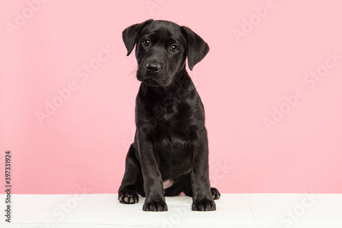 Cute black labrador retriever puppy looking at the camera on a pink background sitting on a white couch