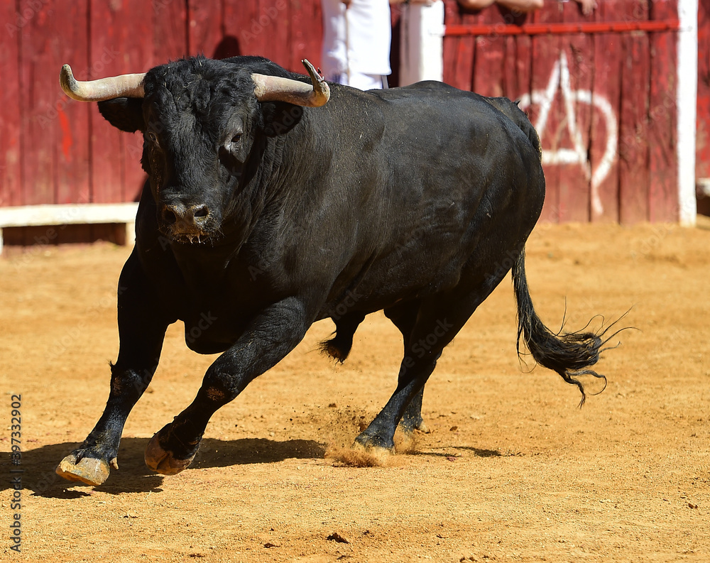 spanish black bull with big horns running in a traditional spectacle of bullfight on spain spanish black bull with big horns running in a traditional spectacle of bullfight on spain