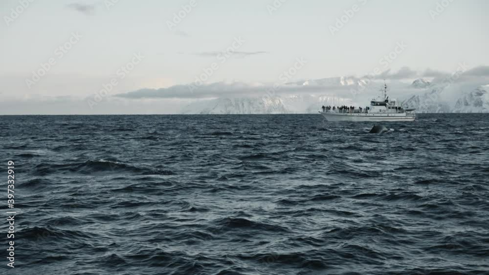 Arctic ship with people watching for two migrating humpback whales. Whales go deep and wave their huge tail. Exclusive documentary footage Filmed RED camera during a scientific expedition to Norway Arctic ship with people watching for two migrating humpback whales. Whales go deep and wave their huge tail. Exclusive documentary footage Filmed RED camera during a scientific expedition to Norway