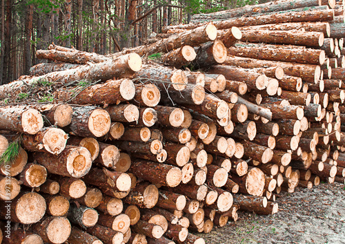 logs in the forested area