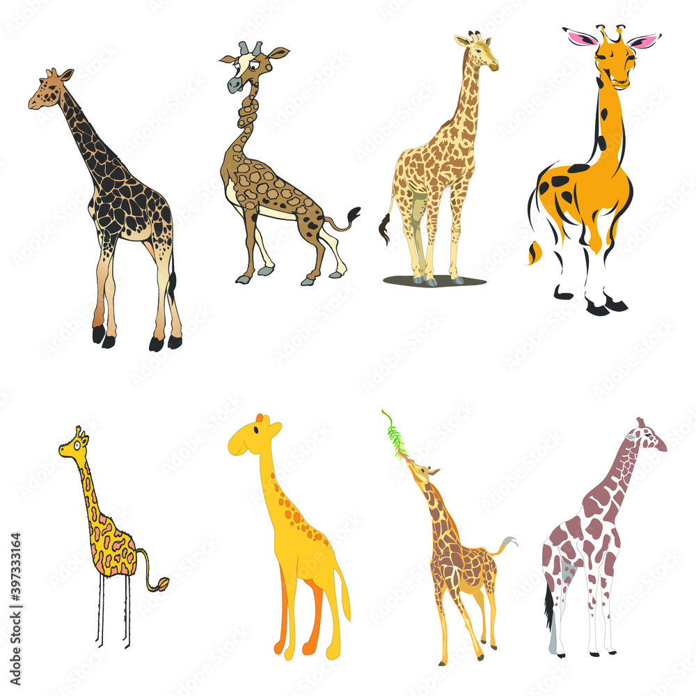 Fototapeta premium Vector illustrations set of giraffes