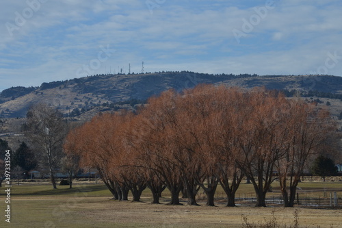 Trees on a Golf Course in Eastern Oregon in winter