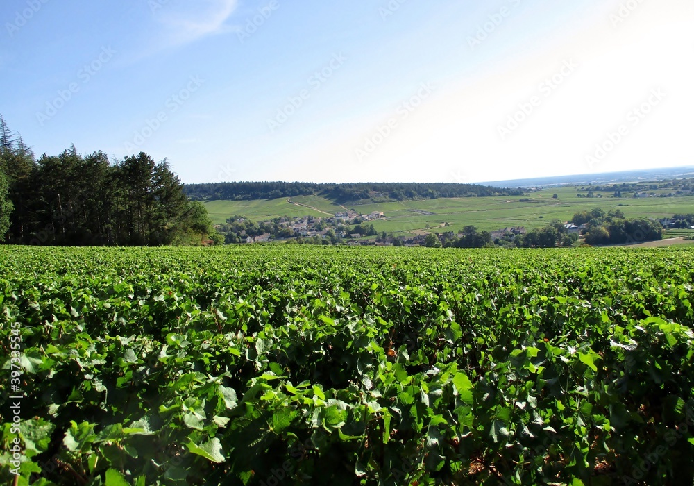 Paysage vert de vignoble bourguignon 