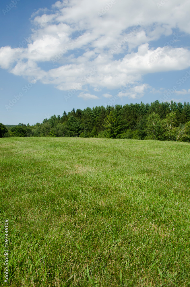 Green meadow Green meadow