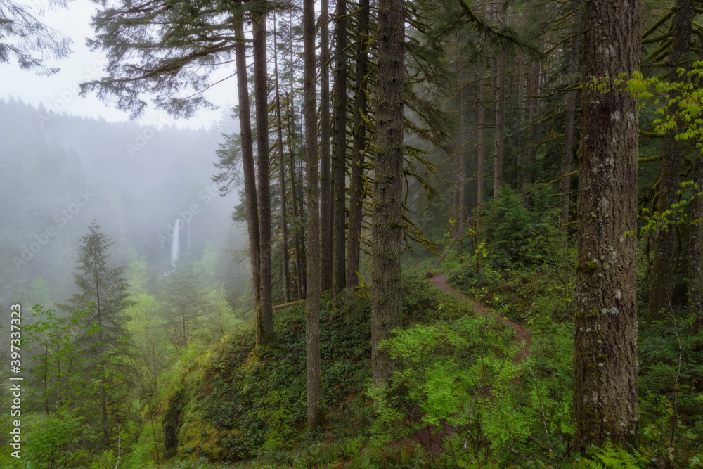 View of forest and North Falls in background View of forest and North Falls in background