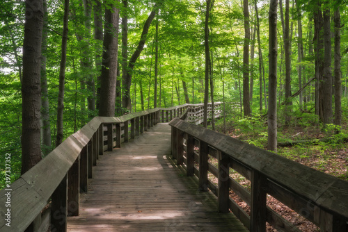 Wooden footbridge in forest