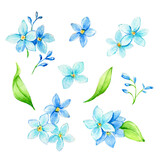 Set of watercolor Forget-me-not flowers. Element for design of invitations, movie posters, logo,