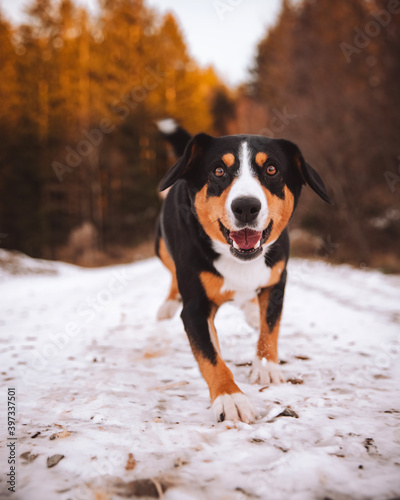 Entlebucher moutain dog playing in the snow in the nature
