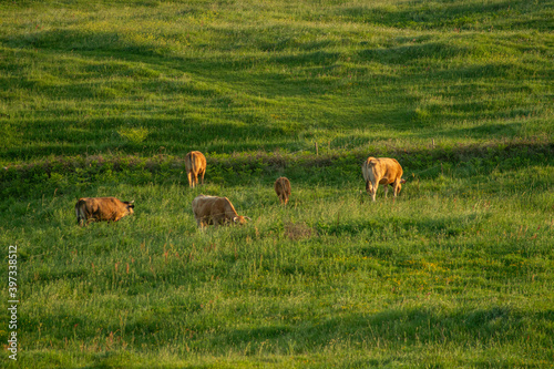 Fototapeta Naklejka Na Ścianę i Meble -  Herd of cows grazing on a meadow in summer