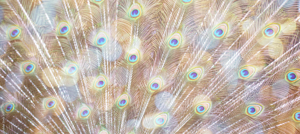 Obraz premium background with peacock feathers and light effects
