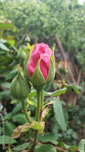 Pink Color Rose