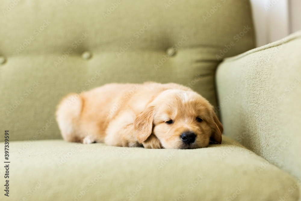 Portrait of puppy lying down on sofa Portrait of puppy lying down on sofa