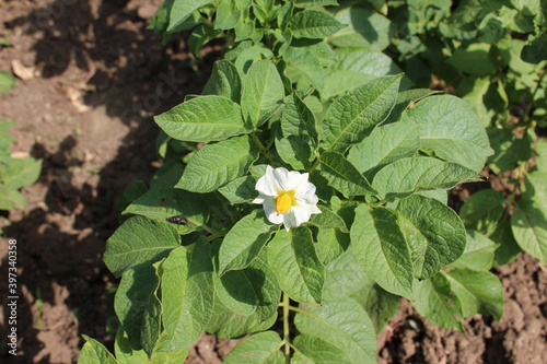 Papatoes Flower