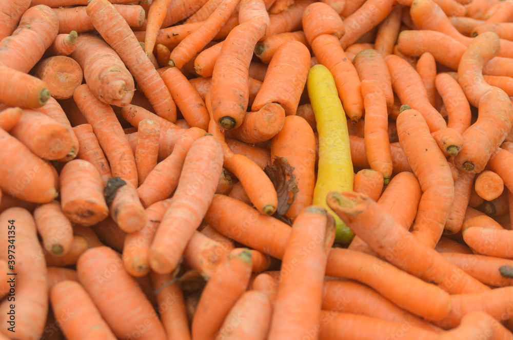 One Yellow carrot in between many of orange carrots One Yellow carrot in between many of orange carrots
