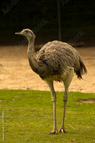 The greater rhea (Rhea americana). photo