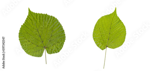 set of green cottonwood leafs isolated on a white background photo