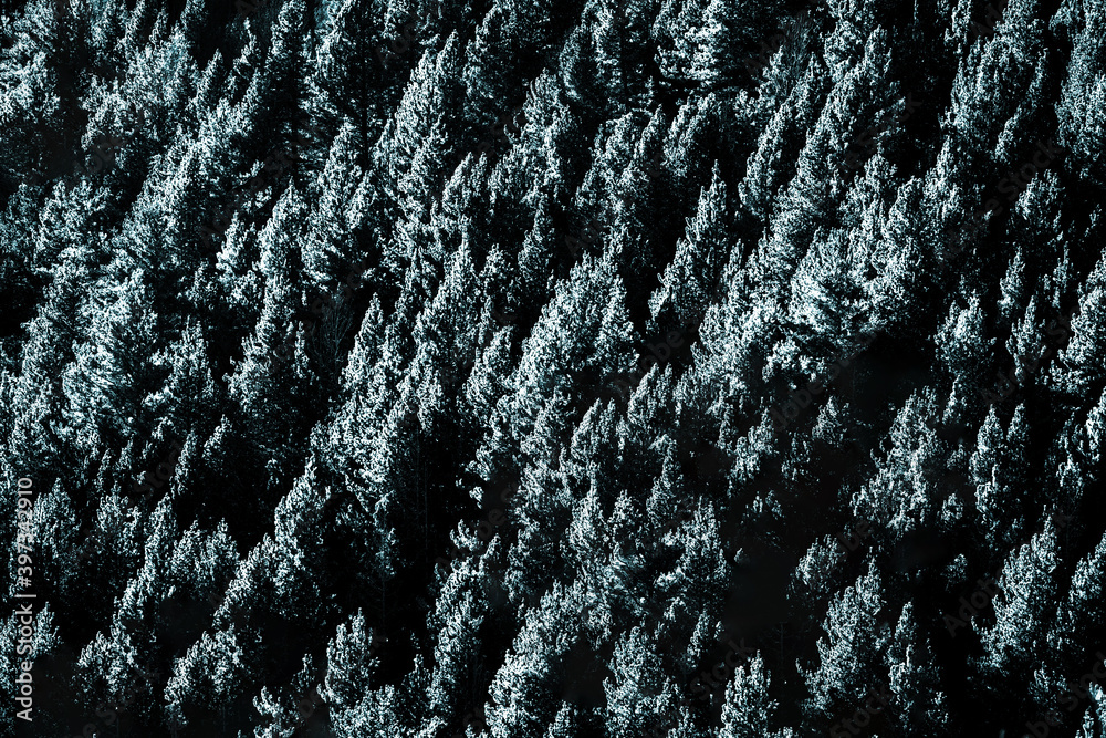Top view of winter landscape with white trees covered with snow. Abstract landscape. Christmas concept, background, wallpaper, pattern.