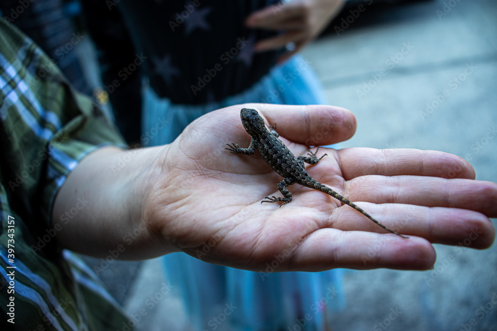 lizard on hand