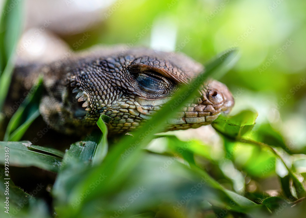 Obraz premium A Lizard typical of the Brazilian savannah also know Calango or Largatixa inside the forest. Species Tropiduros oreadicus. Cerrado. World animal. Nature.