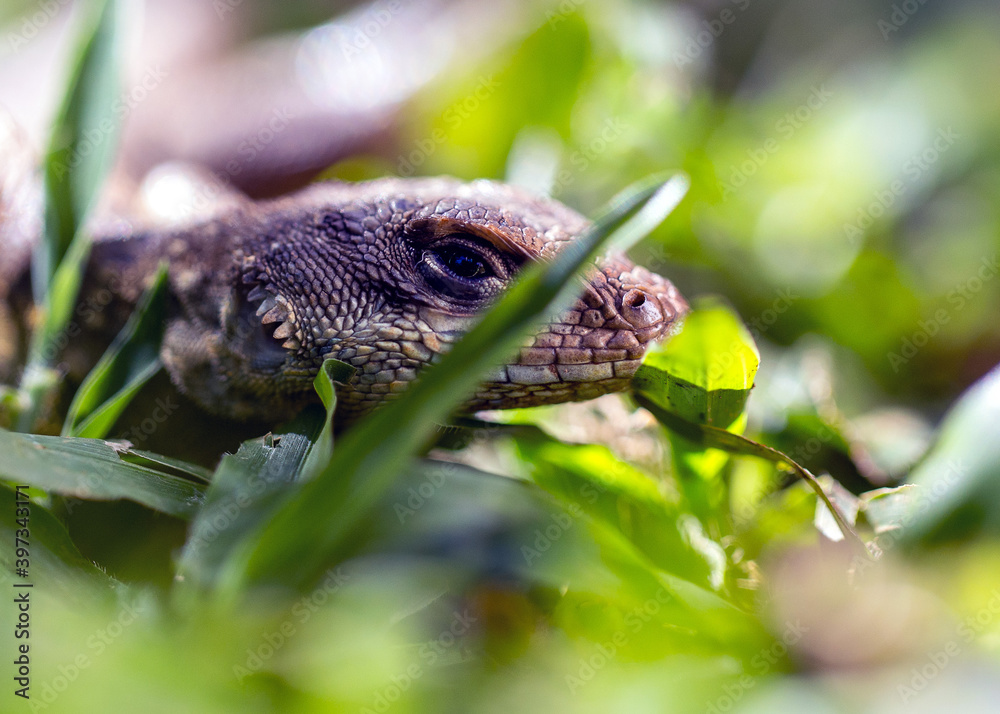 Obraz premium A Lizard typical of the Brazilian savannah also know Calango or Largatixa inside the forest. Species Tropiduros oreadicus. Cerrado. World animal. Nature.