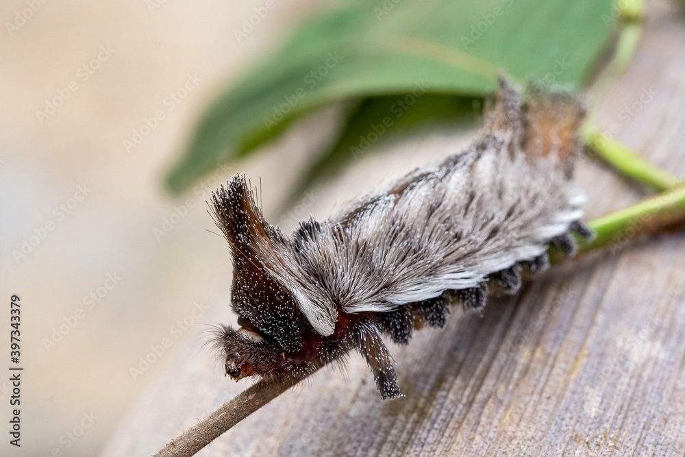 An exotic Stinging caterpillars found in the midwest region of Brazil eating the stem of a plant. Species Podalia sp. from Family Megalopygidae. Animal world. Stunning nature. Dangerous insect. An exotic Stinging caterpillars found in the midwest region of Brazil eating the stem of a plant. Species Podalia sp. from Family Megalopygidae. Animal world. Stunning nature. Dangerous insect.