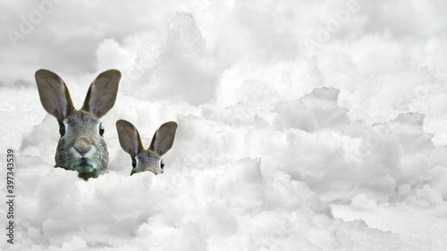 snowbunnies - two cute but clueless easter rabbits looking out of the snow
