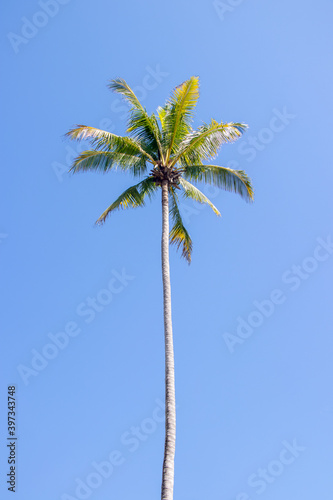very tall palm tree with blue sky in the background and long trunk, no people